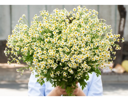 Cúc Tana - Loài Hoa Nhỏ Bé Mang Vẻ Đẹp Trong Trẻo