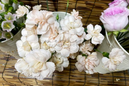 Cẩm Chướng Chùm ( Cam Nhạt )