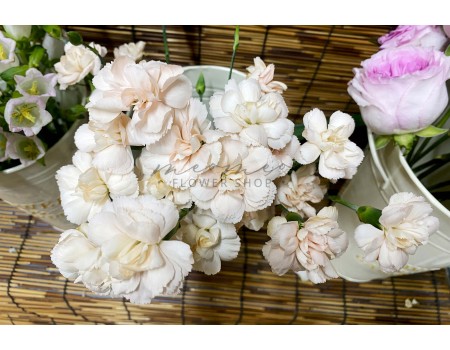 Cẩm Chướng Chùm ( Cam Nhạt )