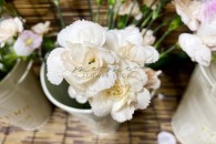 Cẩm Chướng Chùm ( Cam Nhạt )
