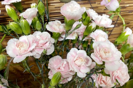 Cẩm Chướng Chùm ( Hồng Kem Dâu )