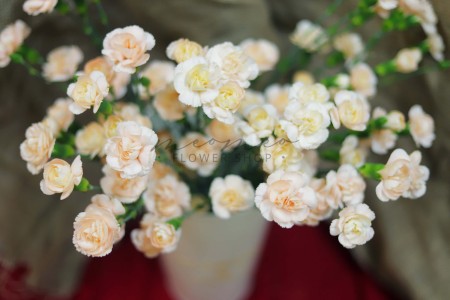 Cẩm Chướng Chùm ( Hồng Sữa )
