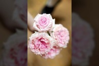 Cẩm Chướng ( Hồng )