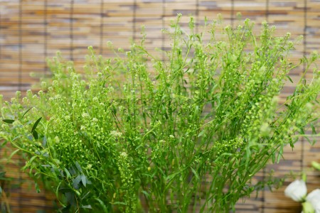 Cỏ Đồng Tiền