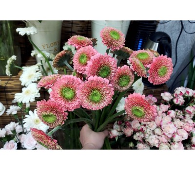 Đồng Tiền Kép ( Cam Đào )