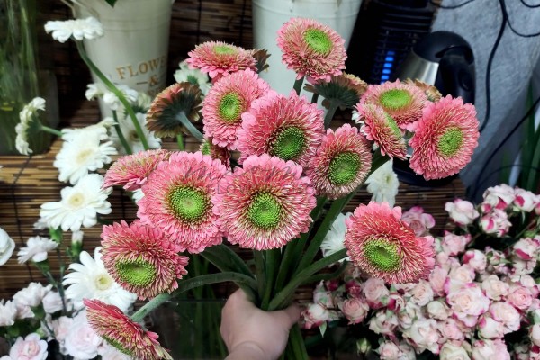 Đồng Tiền Kép ( Cam Đào )