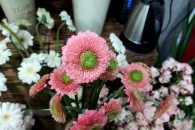 Đồng Tiền Kép ( Cam Đào )