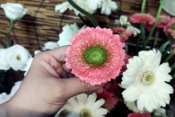 Đồng Tiền Kép ( Cam Đào )