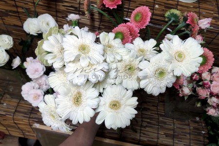 Đồng Tiền Nhí ( Trắng )