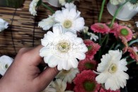 Đồng Tiền Nhí ( Trắng )