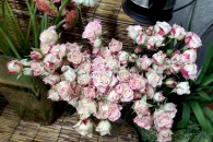 Hồng Chùm Chiết Xạ