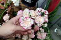 Hồng Chùm Chiết Xạ