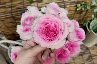 Hồng Lạc Thần