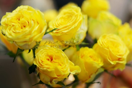 Hồng Vàng Nữ Thần Ánh Trắng