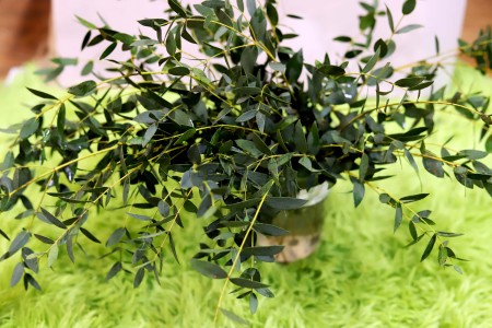Lá Bạch Đàn