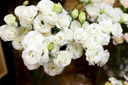 Lan Tường ( Trắng )