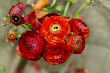 Mao Lương ( Đỏ )