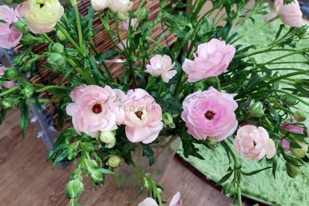 Mao Lương Cánh Bướm ( Hồng Đậm )