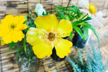 Mao Lương Cánh Bướm ( Vàng )