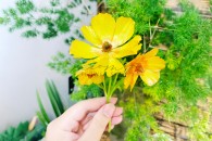 Mao Lương Cánh Bướm ( Vàng )