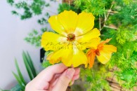 Mao Lương Cánh Bướm ( Vàng )