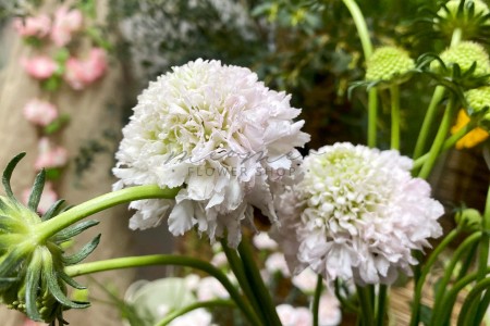 Scabiosa ( Hồng Phấn )