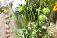 Scabiosa ( Hồng Phấn )