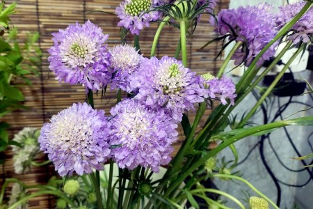 Scabiosa ( Tím )