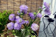 Scabiosa ( Tím )