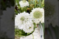 Scabiosa ( Trắng )
