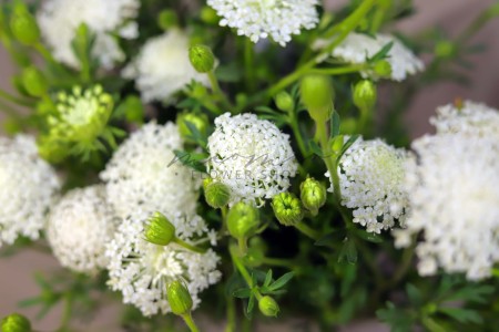Scabiosa ( Trắng )