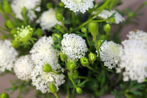 Scabiosa ( Trắng )