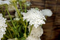 Scabiosa ( Trắng )