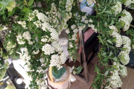 Tiểu Tú Cầu