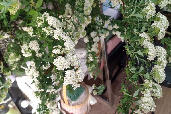Tiểu Tú Cầu