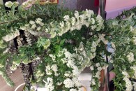 Tiểu Tú Cầu