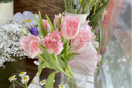 Tulip ( Ren Hồng )