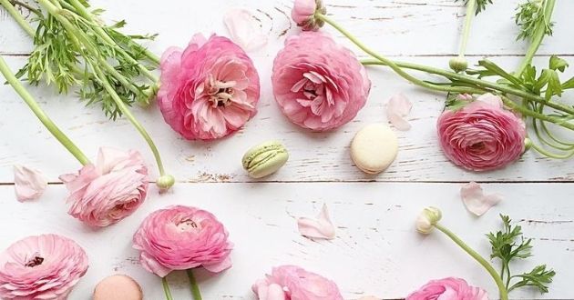 Ý nghĩa màu sắc của hoa mao lương trong cuộc sống và tình yêu.